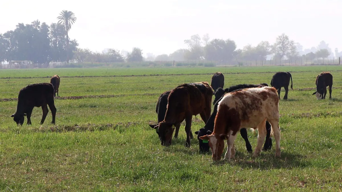 Cierra nuevamente Estados Unidos ingreso de ganado mexicano