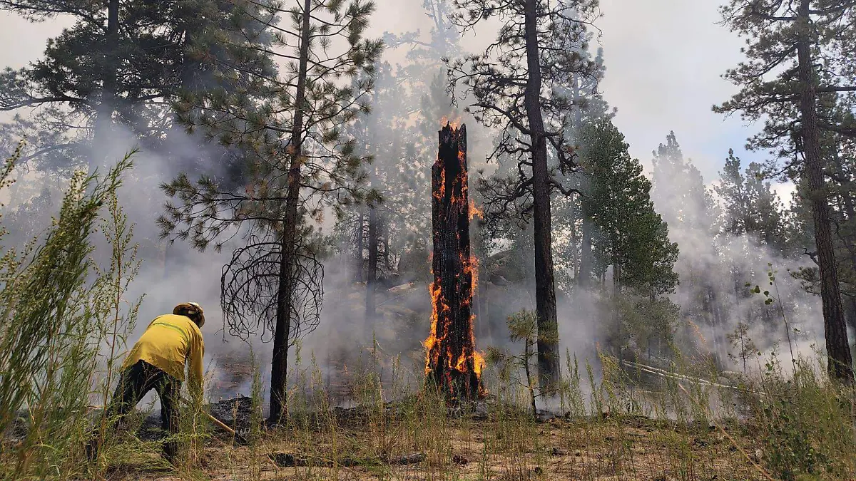 Es 2025 segundo año con más incendios forestales para BC