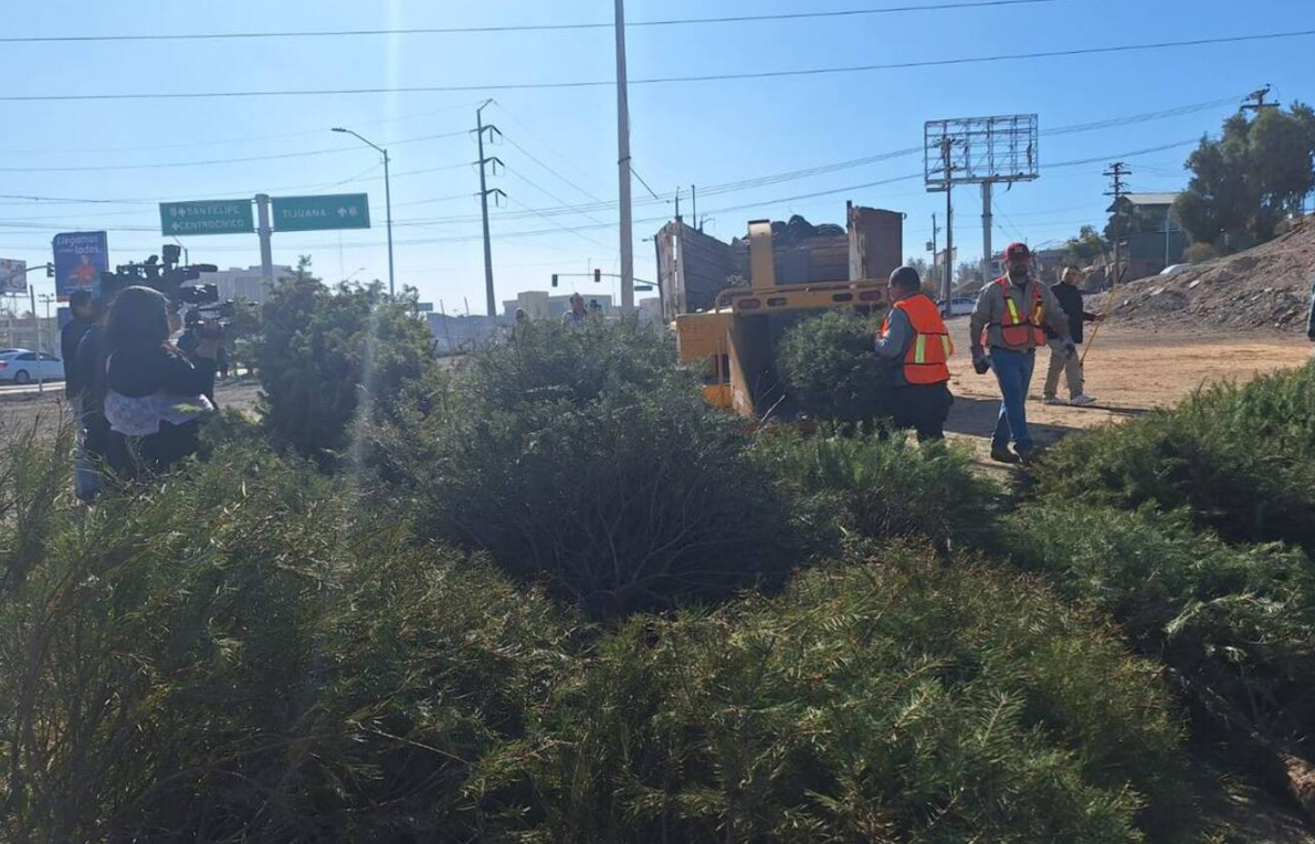 Entregan mil 480 pinos navideños en centros de acopio del Ayuntamiento de Mexicali